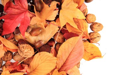 sonbahar meşe palamudu ve sonbahar diğer Hediyelik eşyalar