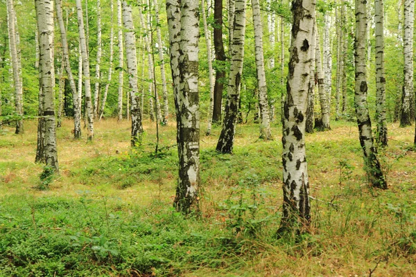 Brzoza drzewo las — Zdjęcie stockowe