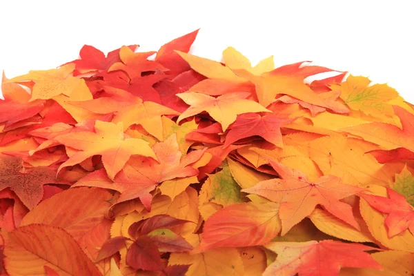 Autumn leaves texture — Stock Photo, Image