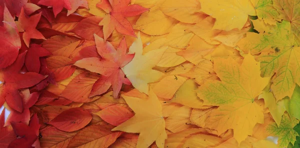 Осенние листья текстуры — стоковое фото