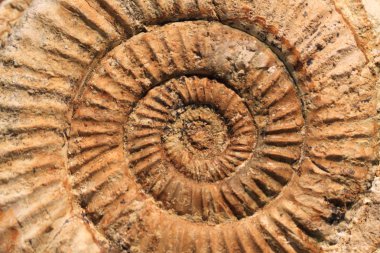 Ammonit fosil doku