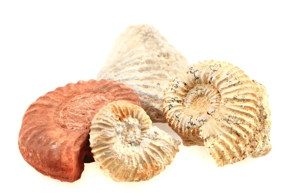 Ammoniteszek fosszilis elszigetelt — Stock Fotó