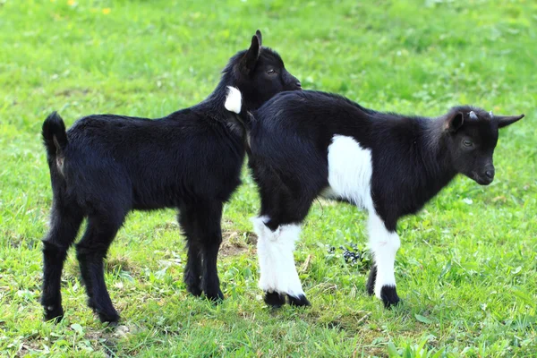 Les bébés chèvres noires dans l'herbe — Photo