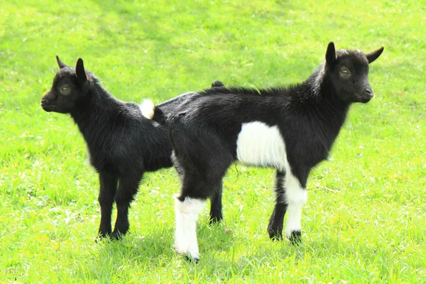 çim bebeklerde siyah keçi