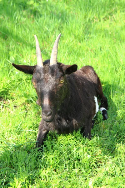 Zwarte geit in het gras — Stockfoto