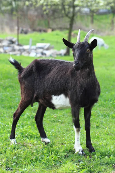 Zwarte geit in het gras — Stockfoto
