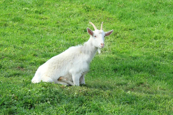 Witte geit in het groene gras — Stockfoto
