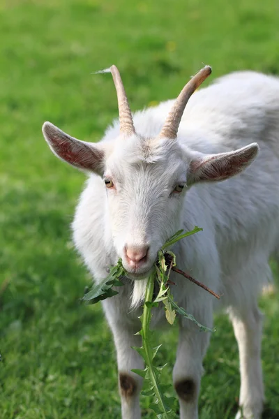 Witte geit in het groene gras — Stockfoto