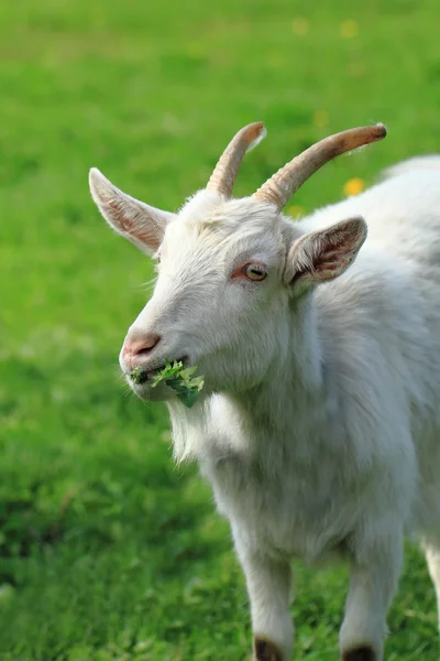 Capra bianca nel gras verde — Foto Stock