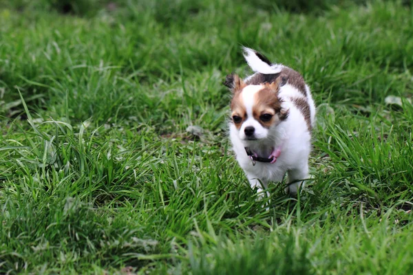 Chihuahua na grama — Fotografia de Stock