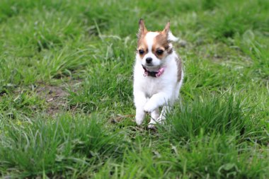 Chihuahua çim