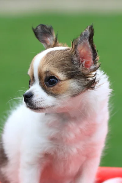 Chihuahua im Gras — Stockfoto