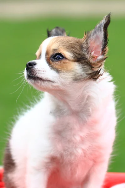 Chihuahua na grama — Fotografia de Stock