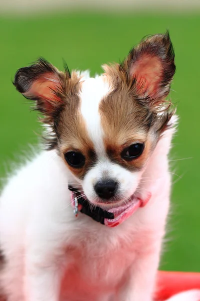 Chihuahua na grama — Fotografia de Stock