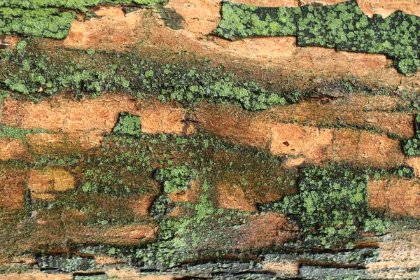 Old tree bark — Stock Photo, Image