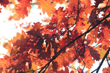 sonbahar yaprakları arka plan