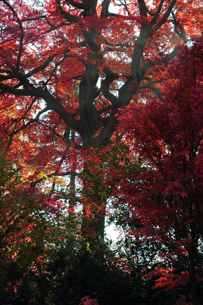 Cor floresta de outono — Fotografia de Stock