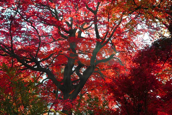 Autumn leaves background — Stock Photo, Image