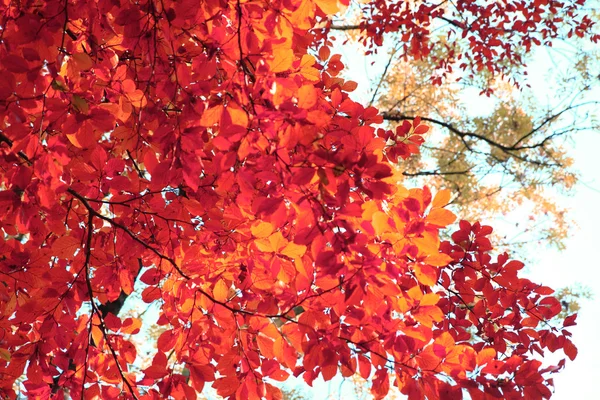 Hojas de otoño fondo —  Fotos de Stock