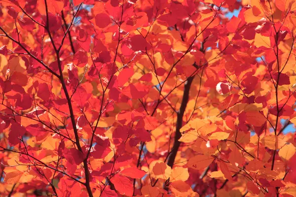 Hojas de otoño fondo —  Fotos de Stock