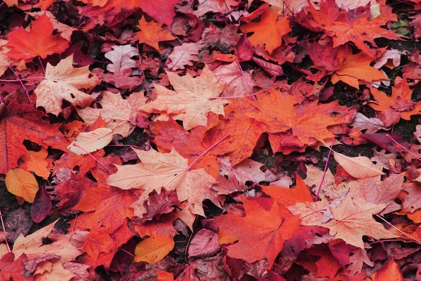 Autumn leaves background — Stock Photo, Image