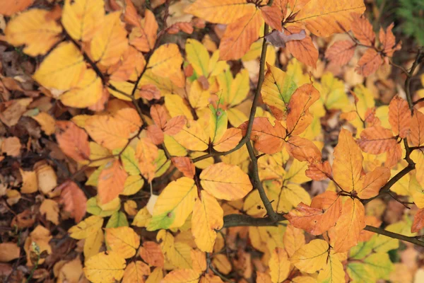 Feuilles d'automne fond — Photo