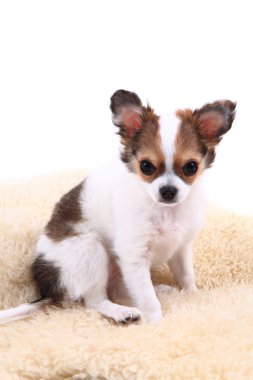 Chihuahua dinleniyor 