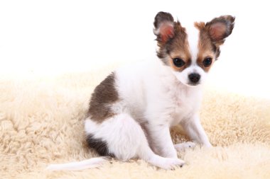 Chihuahua dinleniyor 