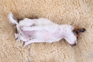 8 hafta Chihuahua köpek yavrusu uyuyor