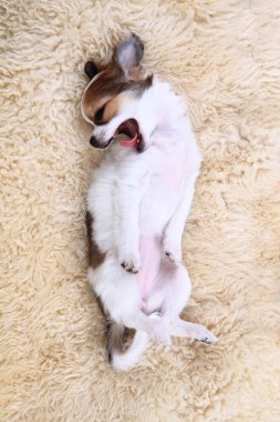 8 hafta Chihuahua köpek yavrusu uyuyor