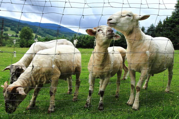 Moutons des montagnes Jeseniky — Photo