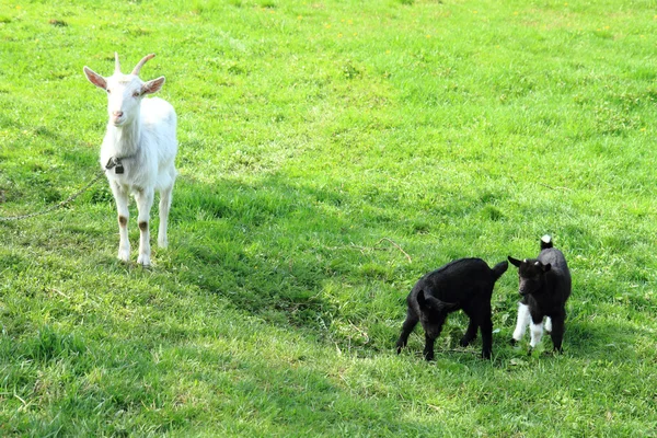 Negro cabra bebés en la hierba —  Fotos de Stock