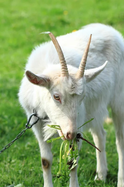 Testa di capra bianca — Foto Stock