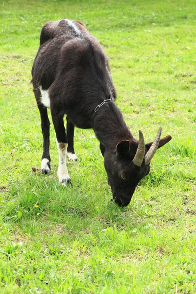 Zwarte geit in het gras — Stockfoto