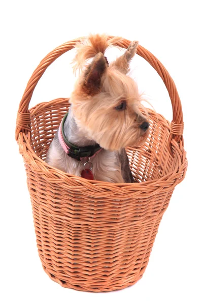 Yorkie puppy dog in the basket — Stock Photo, Image