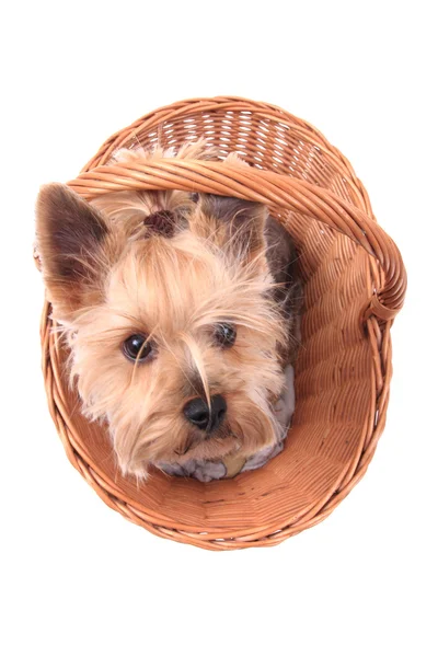 Yorkie puppy dog in the basket — Stock Photo, Image