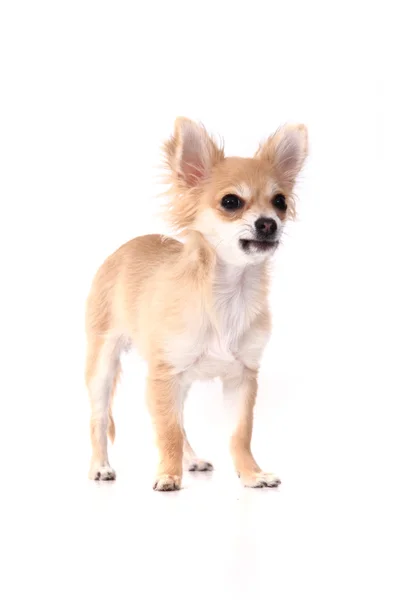 Chihuahua marrón pequeño aislado — Foto de Stock