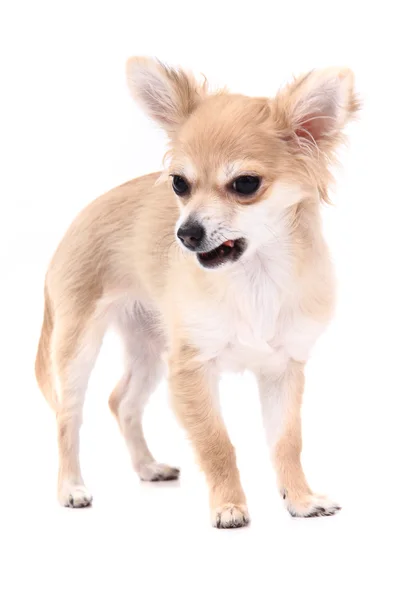 Small brown chihuahua isolated — Stock Photo, Image