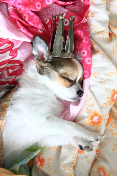8 semanas chihuahua cachorro está dormindo — Fotografia de Stock