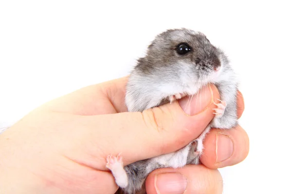 Dzungarian hamster in human hand — Stock Photo, Image