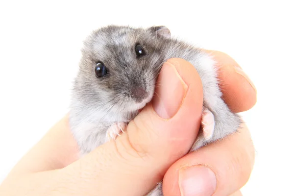 Dzungarian hamster in human hand — Stock Photo, Image