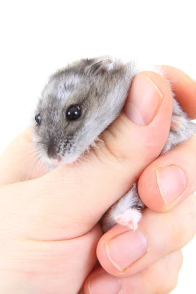 Dzungarian hamster in human hand — Stock Photo, Image