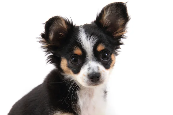 Head of sweet chihuahua — Stock Photo, Image