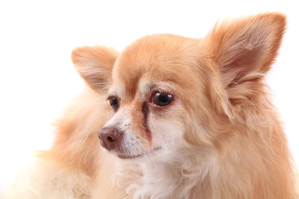 Vedoucí sladké Chihuahua — Stock fotografie