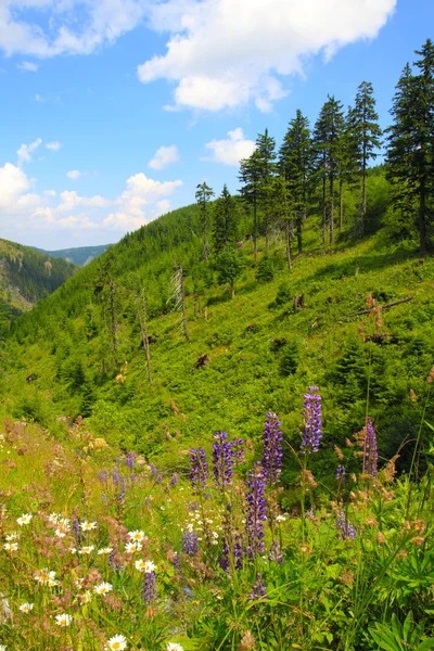 Jeseniky montagne natura — Foto Stock