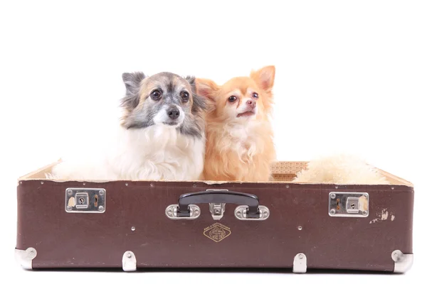 Zwei Chihuahua-Hunde im Koffer — Stockfoto