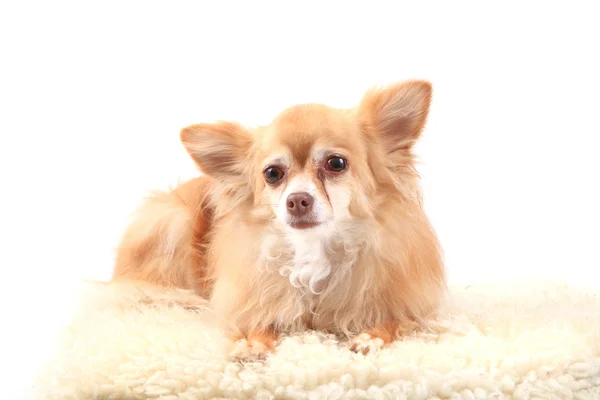 Chihuahua está descansando — Fotografia de Stock