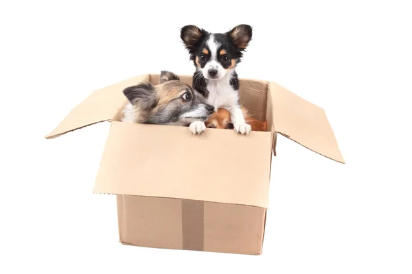 Drei chihuahua in der papierbox — Stockfoto