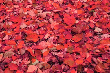 sonbahar yaprakları arka plan