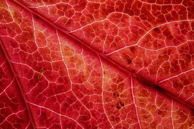 sonbahar yaprakları arka plan